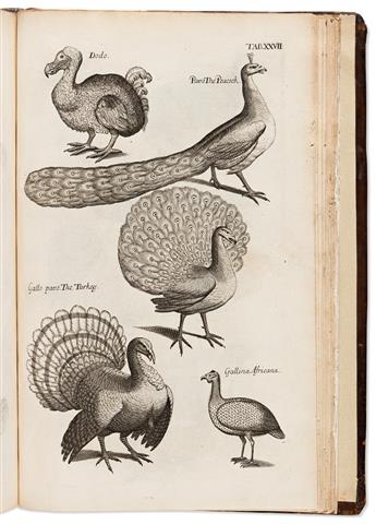 WILLUGHBY, FRANCIS; and JOHN RAY. The Ornithology of Francis Willughby... In Three Books... Wherein All the Birds Hitherto Known